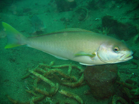 (Caulolatilus) Род КАБЕЗОНЫ 11 видов